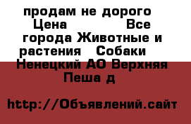 продам не дорого › Цена ­ 10 000 - Все города Животные и растения » Собаки   . Ненецкий АО,Верхняя Пеша д.